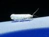 Yponomeuta evonymella
